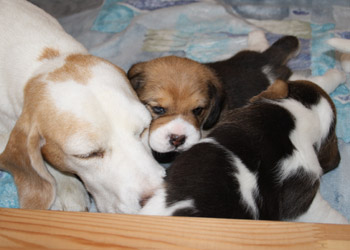 Beaglewelpen und zweifarbige Beagle